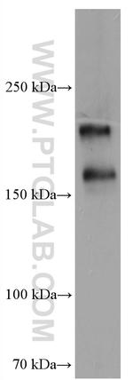 DUOX1 Antibody in Western Blot (WB)