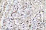 SERCA2/ATP2A2 Antibody in Immunohistochemistry (Paraffin) (IHC (P))