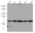 ULBP2 Antibody in Western Blot (WB)