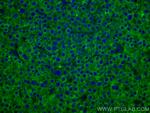 FUCA1 Antibody in Immunohistochemistry (Paraffin) (IHC (P))