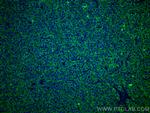 FUCA1 Antibody in Immunohistochemistry (Paraffin) (IHC (P))