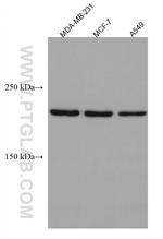 PLXNB2 Antibody in Western Blot (WB)