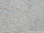 TRIM9 Antibody in Immunohistochemistry (Paraffin) (IHC (P))