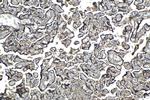 PSG1 Antibody in Immunohistochemistry (Paraffin) (IHC (P))