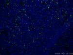 Granzyme K Antibody in Immunohistochemistry (Paraffin) (IHC (P))