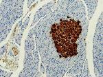 Ins1 Antibody in Immunohistochemistry (Paraffin) (IHC (P))