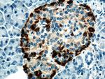 Glucagon Antibody in Immunohistochemistry (Paraffin) (IHC (P))