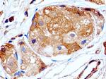 PRLR Antibody in Immunohistochemistry (Paraffin) (IHC (P))