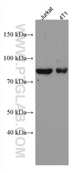 PRLR Antibody in Western Blot (WB)