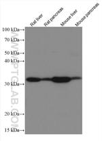 GNMT Antibody in Western Blot (WB)