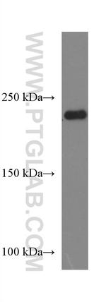 MYH1 Antibody in Western Blot (WB)