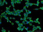 TRIM25 Antibody in Immunocytochemistry (ICC/IF)