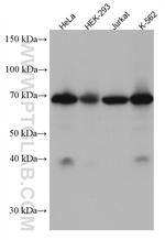 TRIM25 Antibody in Western Blot (WB)