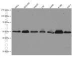 TRAF2 Antibody in Western Blot (WB)