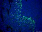 TLR8 Antibody in Immunohistochemistry (Paraffin) (IHC (P))