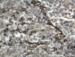 TLR8 Antibody in Immunohistochemistry (Paraffin) (IHC (P))