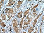 USP8 Antibody in Immunohistochemistry (Paraffin) (IHC (P))