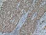 ACSM5 Antibody in Immunohistochemistry (Paraffin) (IHC (P))