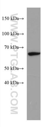 ACSM5 Antibody in Western Blot (WB)