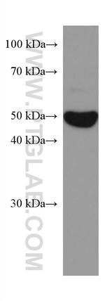 ODC1 Antibody in Western Blot (WB)