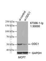 ODC1 Antibody in Western Blot (WB)