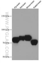 SIRP Alpha Antibody in Western Blot (WB)