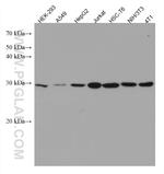 PSMD9 Antibody in Western Blot (WB)