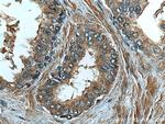 FUT3 Antibody in Immunohistochemistry (Paraffin) (IHC (P))