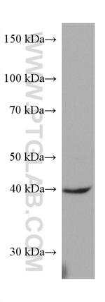 FUT3 Antibody in Western Blot (WB)