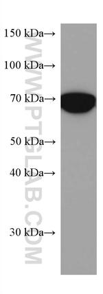 PTGS1 Antibody in Western Blot (WB)