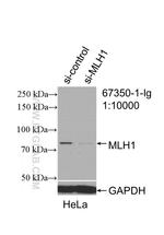 MLH1 Antibody in Western Blot (WB)