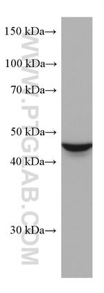 ALDH9A1 Antibody in Western Blot (WB)