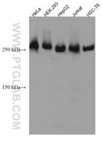 ACC Antibody in Western Blot (WB)