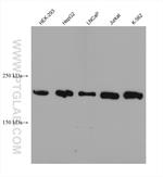 BRD4 Antibody in Western Blot (WB)