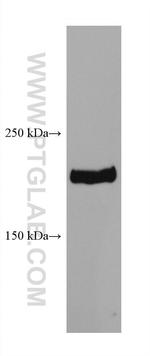 BRD4 Antibody in Western Blot (WB)