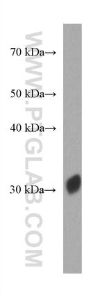 Red fluorescent protein Antibody in Western Blot (WB)