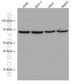 TH1L Antibody in Western Blot (WB)