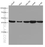 TSG101 Antibody in Western Blot (WB)