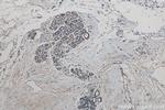 ARID4B Antibody in Immunohistochemistry (Paraffin) (IHC (P))