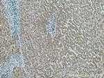 FGL1 Antibody in Immunohistochemistry (Paraffin) (IHC (P))