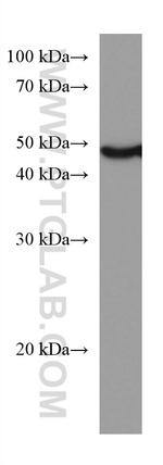 Caspase 4 Antibody in Western Blot (WB)