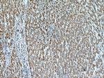 GRIM19 Antibody in Immunohistochemistry (Paraffin) (IHC (P))