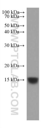 GRIM19 Antibody in Western Blot (WB)