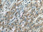 Sam50 Antibody in Immunohistochemistry (Paraffin) (IHC (P))