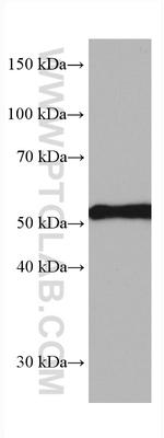 Sam50 Antibody in Western Blot (WB)