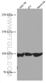 AMPD2 Antibody in Western Blot (WB)