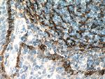 Podoplanin Antibody in Immunohistochemistry (Paraffin) (IHC (P))