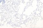 PROX1 Antibody in Immunohistochemistry (Paraffin) (IHC (P))