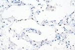 PROX1 Antibody in Immunohistochemistry (Paraffin) (IHC (P))