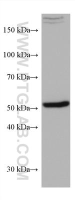 SOX9 Antibody in Western Blot (WB)